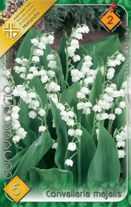 Virághagyma 2.Gyöngyvirág Convallaria Majális 5 db 2/58