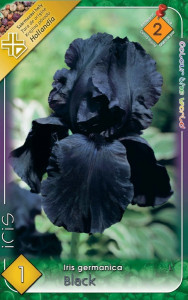 Virághagyma 2.Iris Germanica Black 1 db 2/42