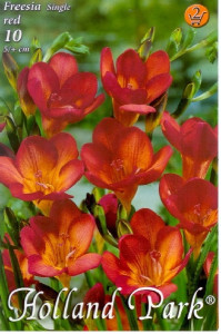 Virághagyma 2.Single Red Freesia 10db 2/64