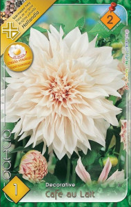 Virághagyma 2. Dahlia Cafe au lait 1 db 2/37