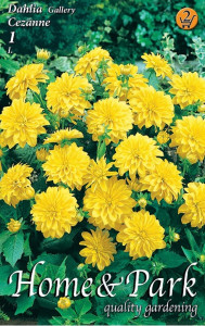 Virághagyma 2. Dahlia Cezanne 1 db 2/12