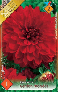 Virághagyma 2. Dahlia Garden Wonders 1 db 2/29