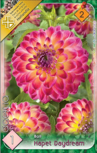 Virághagyma 2. Dahlia Hapet daydream 1 db 2/22