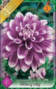 Virághagyma 2. Dahlia Mystery Day 1 db 2/10