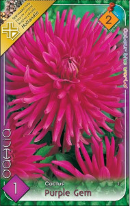 Virághagyma 2. Dahlia Purple Gem 1 db 2/31