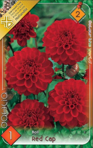 Virághagyma 2. Dahlia Red Cap 1 db 2/25