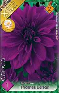 Virághagyma 2. Dahlia Thomas Edison 1 db 2/20