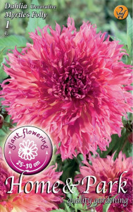 Virághagyma 2. Dahllia Myrtles Folly 1 db 2/45
