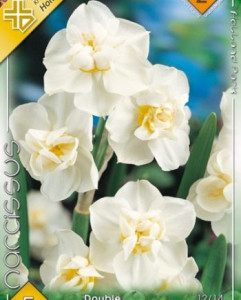 Virághagyma 2.Nárcisz Cheerfulness 5db 2/8