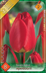 Virághagyma 2.Tulipán Apeldoorn 8db 2/3