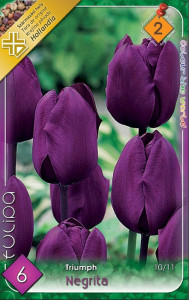 Virághagyma 2.Tulipán Negrita 6db 2/1