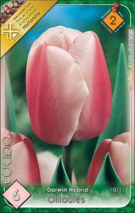 Virághagyma 2.Tulipán Ollioules 6db 2/4