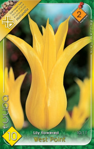 Virághagyma 2.Tulipán West Point 6db 2/13