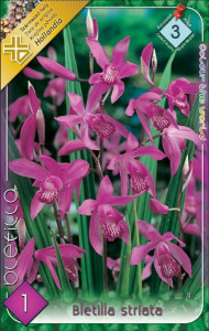 Virághagyma 3. Bletilla striata Japán orchidea 1 db (3/8)