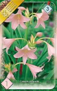 Virághagyma 3.Crinum powellii  Rózsás ernyősliliom 1 db (3/7)