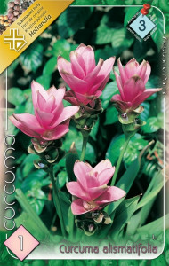 Virághagyma 3.Curcuma alismatifolia Kurkuma 1 db (3/5)