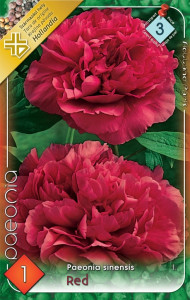 Virághagyma 3.Paeonia Red Piros Pünkösdi Rózsa 1db 3/27