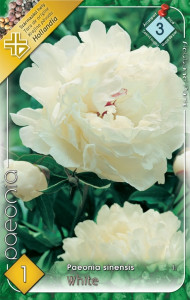 Virághagyma 3.Paeonia White Pünkösdi Rózsa 1db 3/26