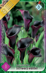 Virághagyma 3.Zantedeschia Scwarzwalder fekete  Kála 1db (3/4)