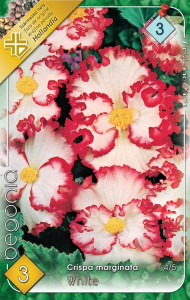 Virághagyma 3.Begonia Crispa White 3 db 3/10