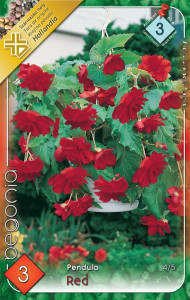 Virághagyma 3.Begonia Pendula Red 3 db 3/15