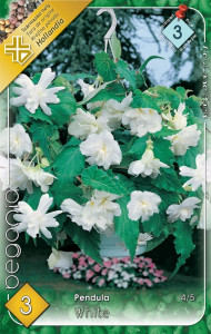 Virághagyma 3.Begonia Pendula White 3 db 3/25