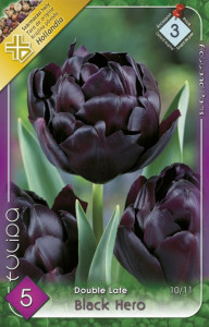 Virághagyma 3.Tulipán Black hero 5db 3/6