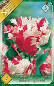 Virághagyma 3.Tulipán Estella Rijnveld 7db 3/1