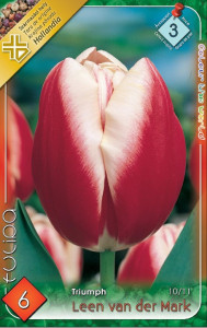 Virághagyma 3.Tulipán Leen van der Mark 6db 3/3