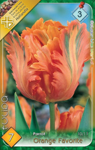 Virághagyma 3.Tulipán Orange Favorite 7db 3/7