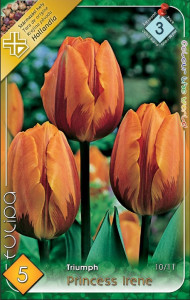 Virághagyma 3.Tulipán Princess Irene 5db 3/5