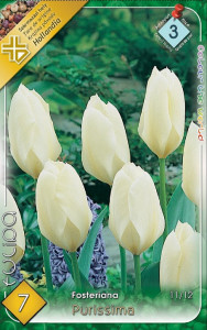Virághagyma 3.Tulipán Purissima 7db 3/8