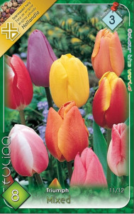 Virághagyma 3.Tulipán Triumph mixed 8db 3/4